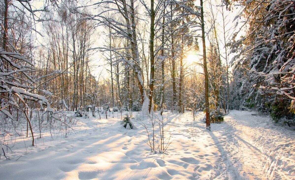 Лосиный Остров. Тишь да гладь... Фото из интернета.