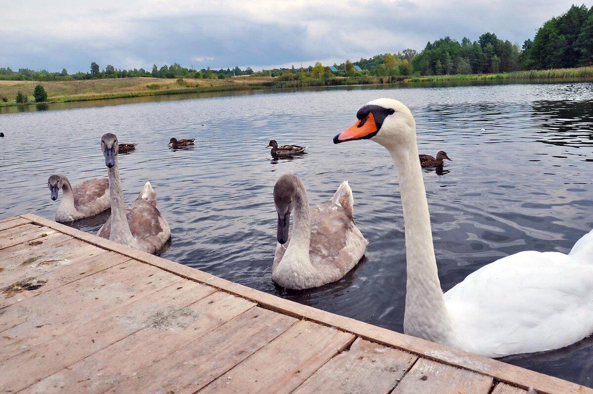 Птицы на Городищенском озере.