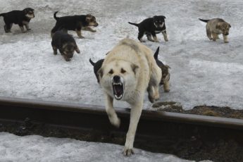 100% средство от стаи собак, которое всегда мне помогает.